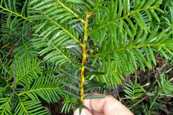 红豆杉怎么扦插，用生根溶液浸泡枝条后再插入土壤中