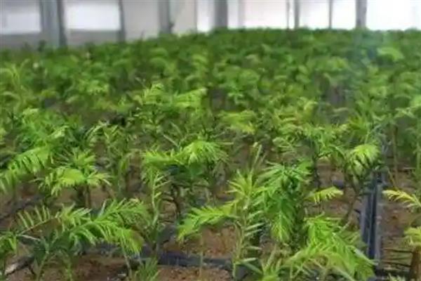 红豆杉怎么扦插，用生根溶液浸泡枝条后再插入土壤中