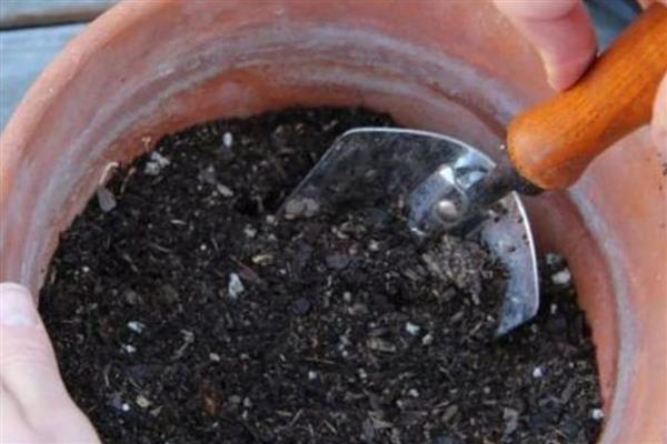 红豆杉怎么扦插，用生根溶液浸泡枝条后再插入土壤中