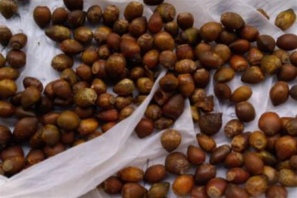 红豆杉怎么扦插，用生根溶液浸泡枝条后再插入土壤中