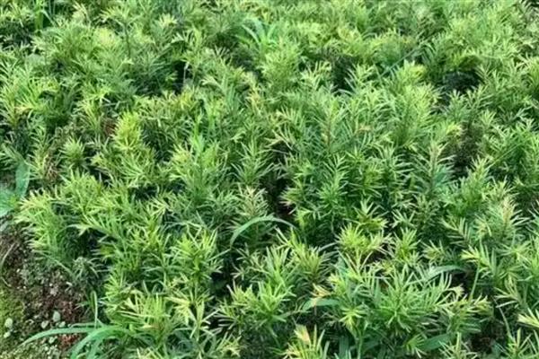 红豆杉怎么扦插，用生根溶液浸泡枝条后再插入土壤中