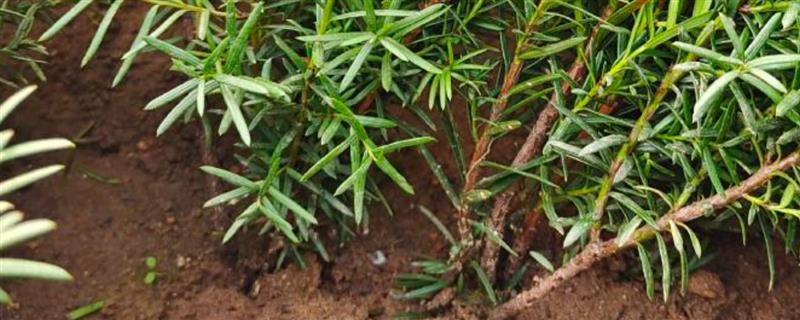 红豆杉怎么扦插，用生根溶液浸泡枝条后再插入土壤中