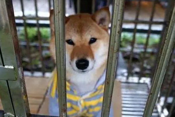 给狗狗起名字的方法，简单易懂的叠词更容易记住