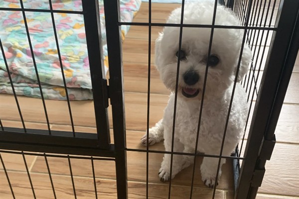 给狗狗起名字的方法，简单易懂的叠词更容易记住