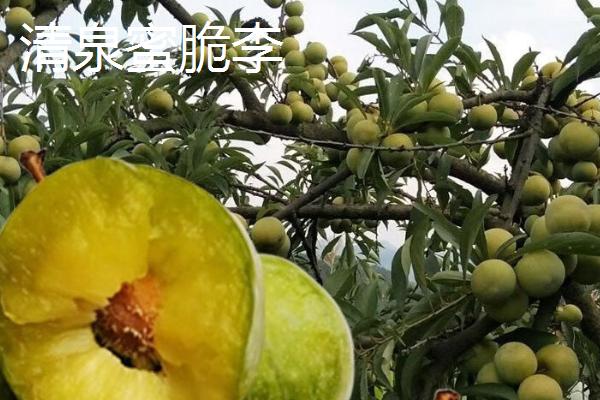 哪些李子成熟最晚，常见香脆李、脆红李等品种