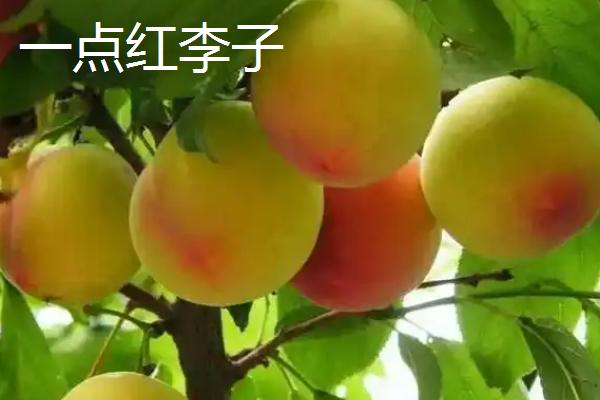哪些李子成熟最晚，常见香脆李、脆红李等品种