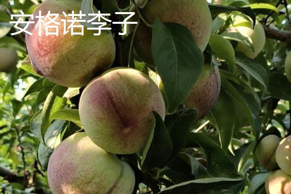 哪些李子成熟最晚，常见香脆李、脆红李等品种