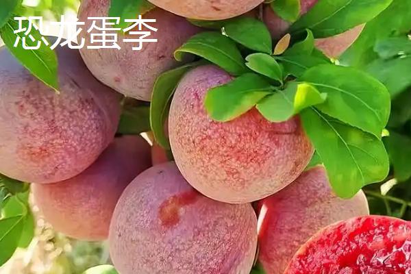 哪些李子成熟最晚，常见香脆李、脆红李等品种