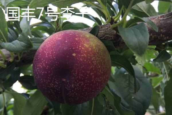 哪些李子成熟最晚，常见香脆李、脆红李等品种