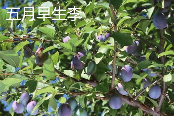 哪些李子成熟最晚，常见香脆李、脆红李等品种