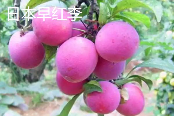 哪些李子成熟最晚，常见香脆李、脆红李等品种