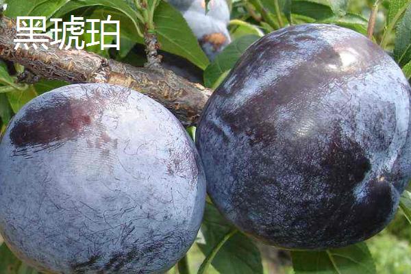 哪些李子成熟最晚，常见香脆李、脆红李等品种