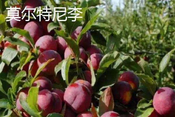 哪些李子成熟最晚，常见香脆李、脆红李等品种