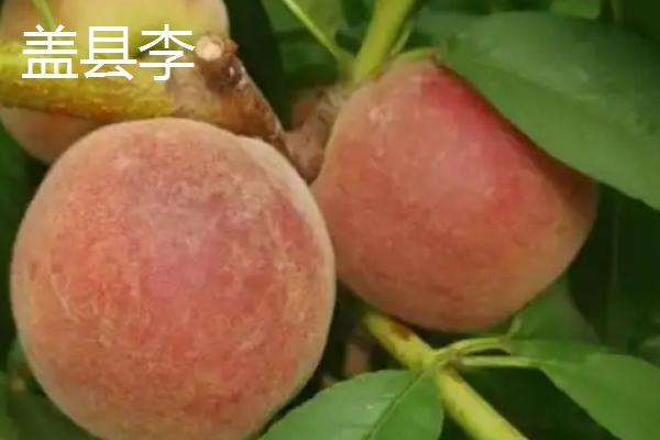 哪些李子成熟最晚，常见香脆李、脆红李等品种