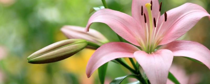 香水百合有没有毒，本身无毒但香味可能危害人体