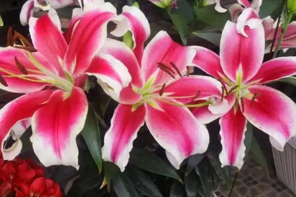 香水百合有没有毒，本身无毒但香味可能危害人体