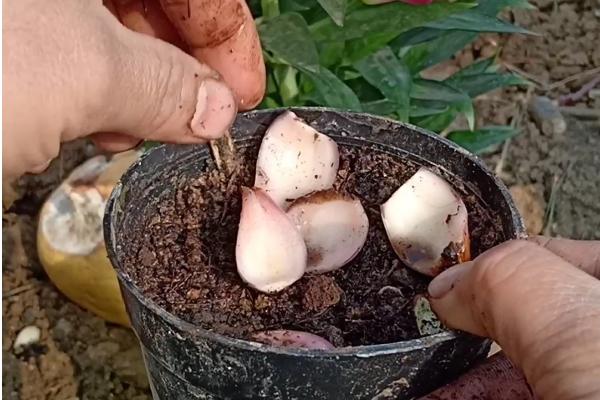 香水百合有没有毒，本身无毒但香味可能危害人体