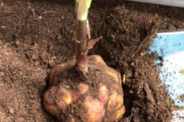 香水百合有没有毒，本身无毒但香味可能危害人体