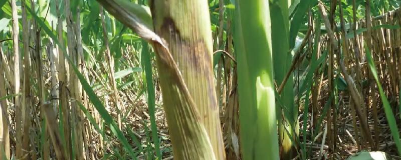 甘农玉168玉米种子简介，4月中旬至5月上旬播种