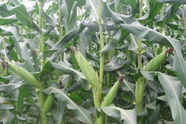 欣科2301玉米品种的特性，4月下旬—5月上旬播种