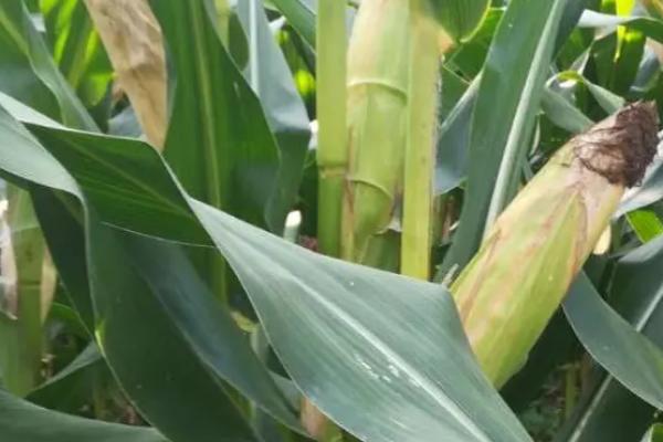 新美彩甜糯玉米种子特点,生育期81~83天