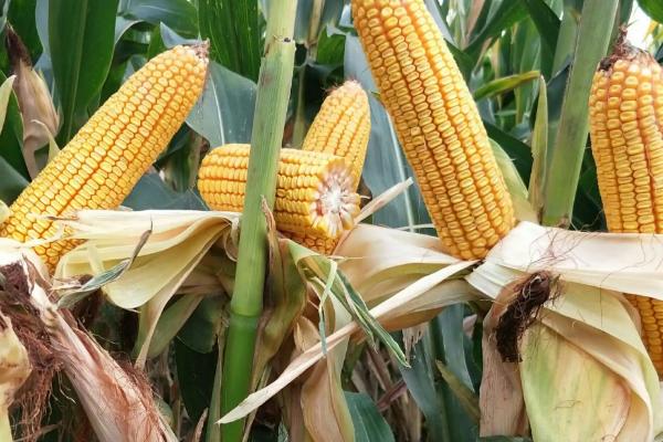 广良甜404玉米品种简介,秋植生育期71天