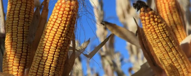 广良甜404玉米品种简介，秋植生育期71天