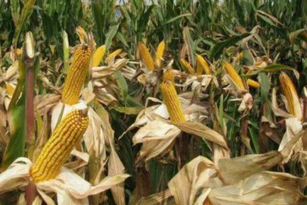 辉玉7321玉米种子介绍，注意防治玉米丝黑穗病