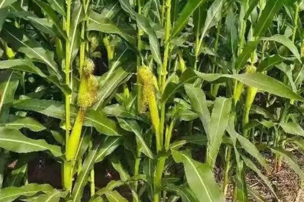 甘农231玉米种子介绍，4月中旬或下旬播种