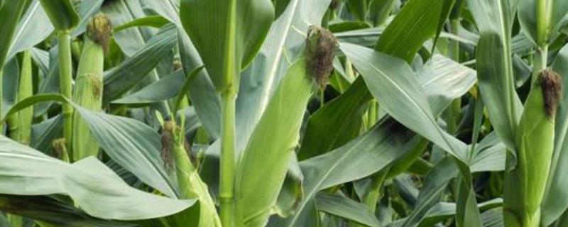 甘鑫188玉米品种的特性，基肥应每亩施80千克