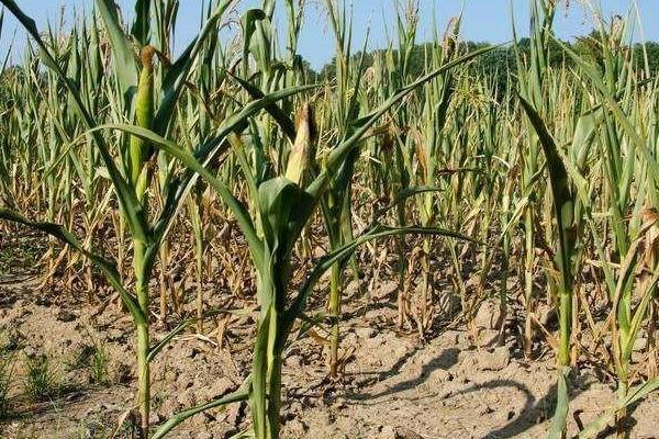 广良甜404玉米品种简介,秋植生育期71天