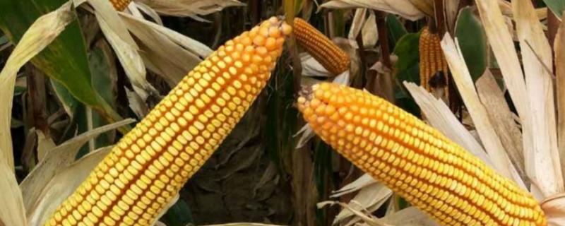 辉玉7321玉米种子介绍，注意防治玉米丝黑穗病