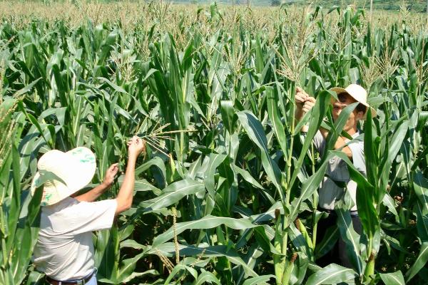 掖丰1169玉米种子介绍，种植密度每亩6000株