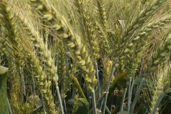 兰天60号小麦种子特征特性，每亩适宜基本苗30万—35万