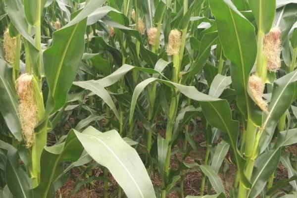 新美彩甜糯玉米种子特点,生育期81~83天