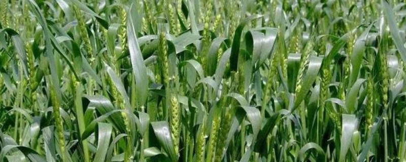 墨引3号小麦种子简介，注意及时防治白粉病