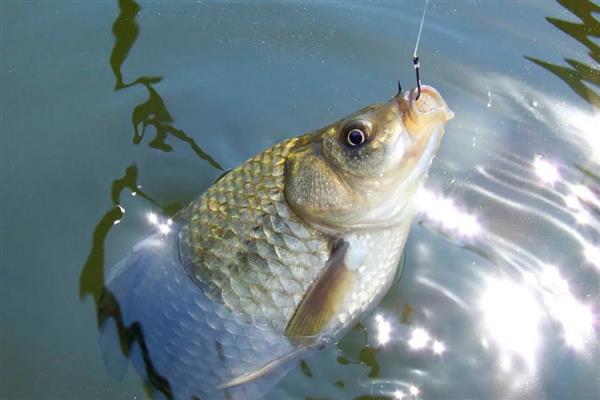 夏天钓鲫鱼用什么味型的饵料，推荐麸香、谷香型饵料