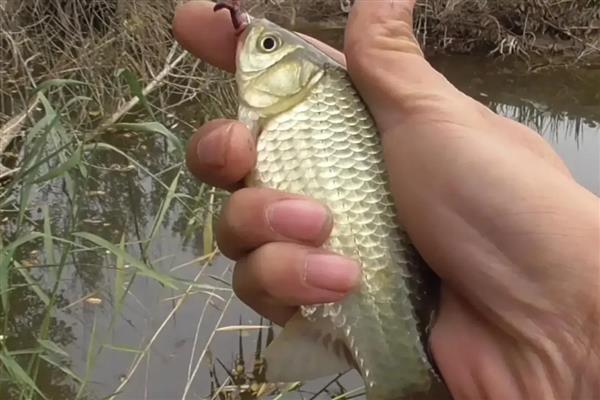 夏天钓鲫鱼用什么味型的饵料，推荐麸香、谷香型饵料