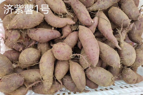 紫薯发芽了能不能种，发芽了也可以种植