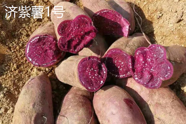 紫薯发芽了能不能种，发芽了也可以种植