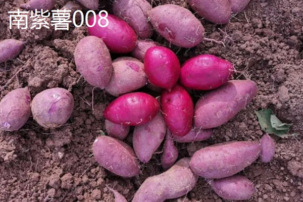 紫薯发芽了能不能种，发芽了也可以种植