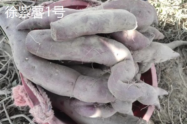 紫薯发芽了能不能种，发芽了也可以种植