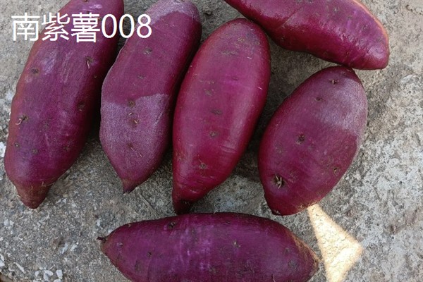 紫薯发芽了能不能种，发芽了也可以种植