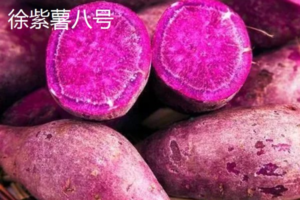 紫薯发芽了能不能种，发芽了也可以种植