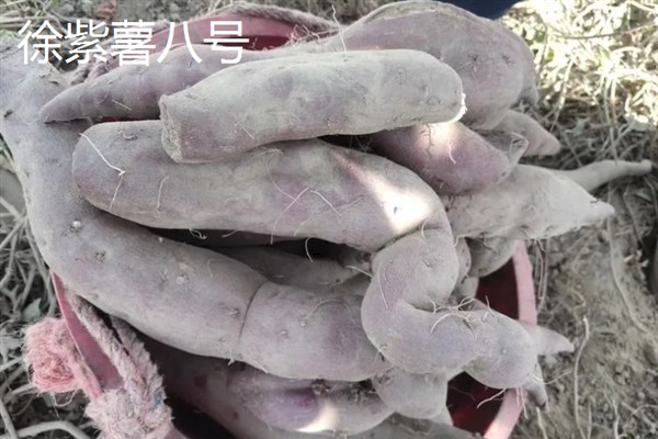 紫薯发芽了能不能种，发芽了也可以种植