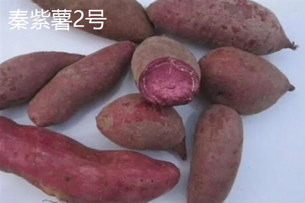 紫薯发芽了能不能种，发芽了也可以种植