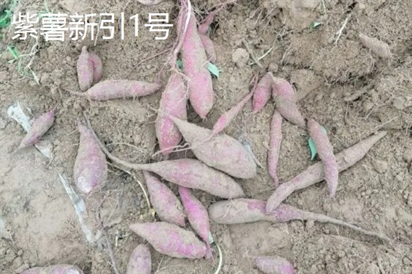 紫薯发芽了能不能种，发芽了也可以种植
