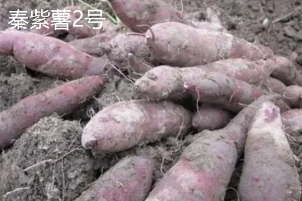 紫薯发芽了能不能种，发芽了也可以种植
