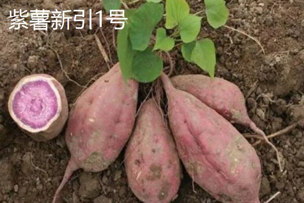 紫薯发芽了能不能种，发芽了也可以种植