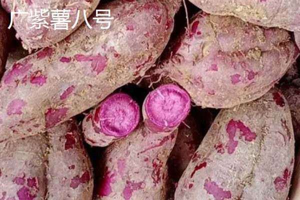 紫薯发芽了能不能种，发芽了也可以种植